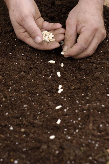 Planting Seeds